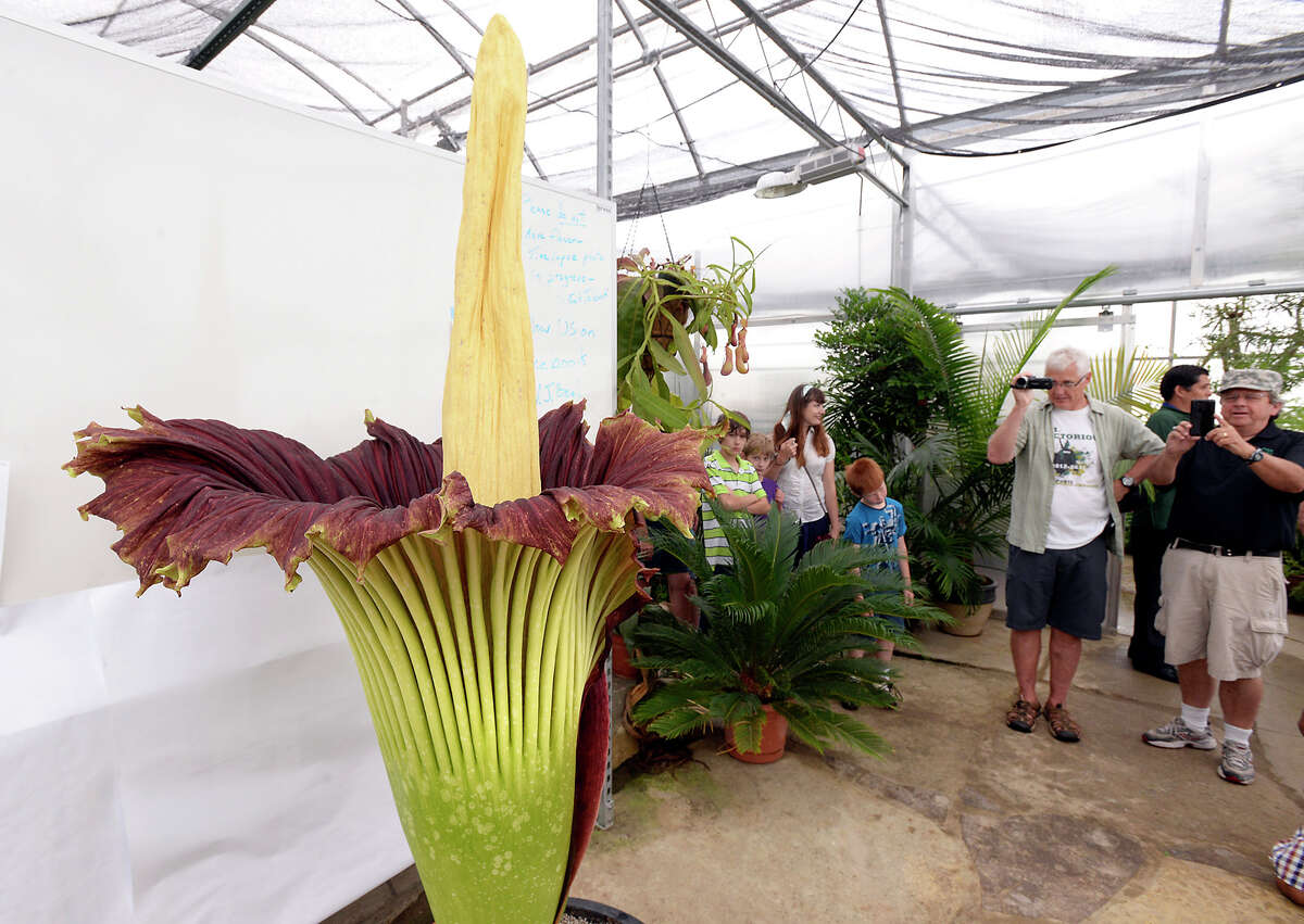 One of world's most extraordinary flowering structures to open