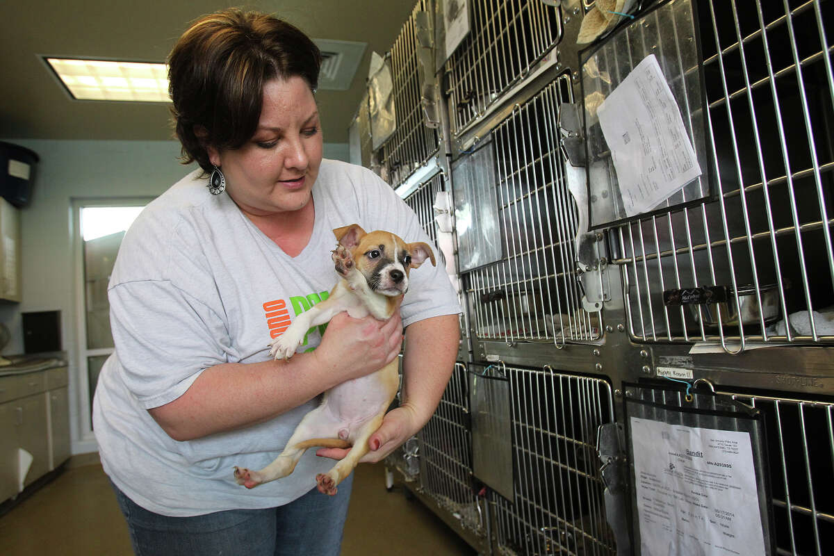 Rosemary Jones shows a young puppy in the cages at San Antonio Pets Alive earlier this month.