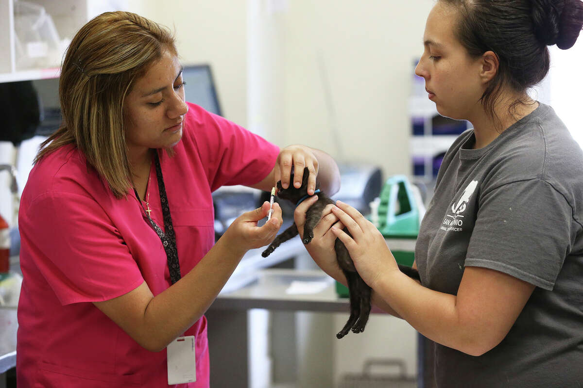 Vet techs Cecilia Moreno (left) and Desiree Mesch team up to vaccinate kittens in the busy veterinary lab at Animal Care Services on June 17.