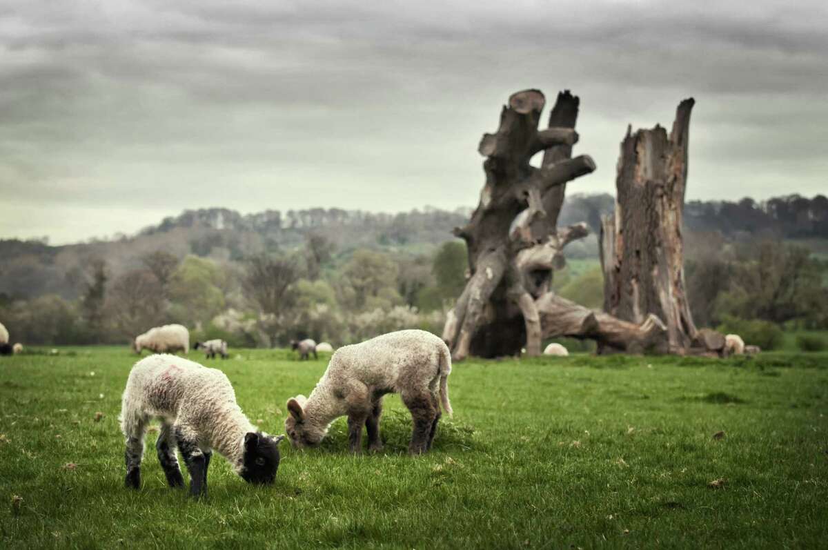A pair of young lambs in the Cotswolds area of England eating grass, in front of an old tree. Cotswold lambs