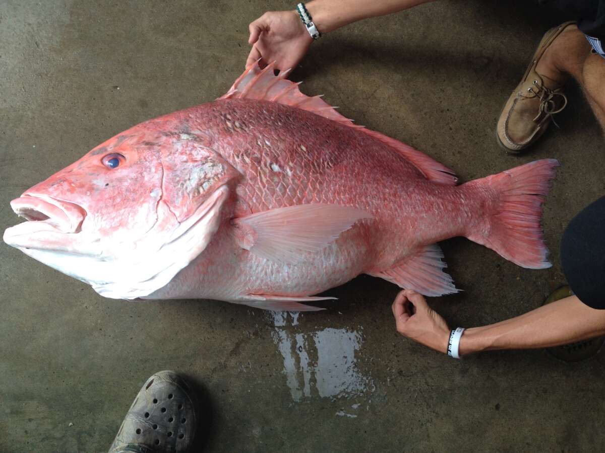 Joey Beaver, of Victoria, broke the state record for Red Snapper caught in saltwater with a catch of 40-pounds and 38.75 inches on June 1, 2014.