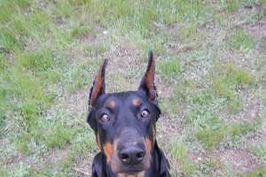 A pot-protecting Dobie learns to let her guard down