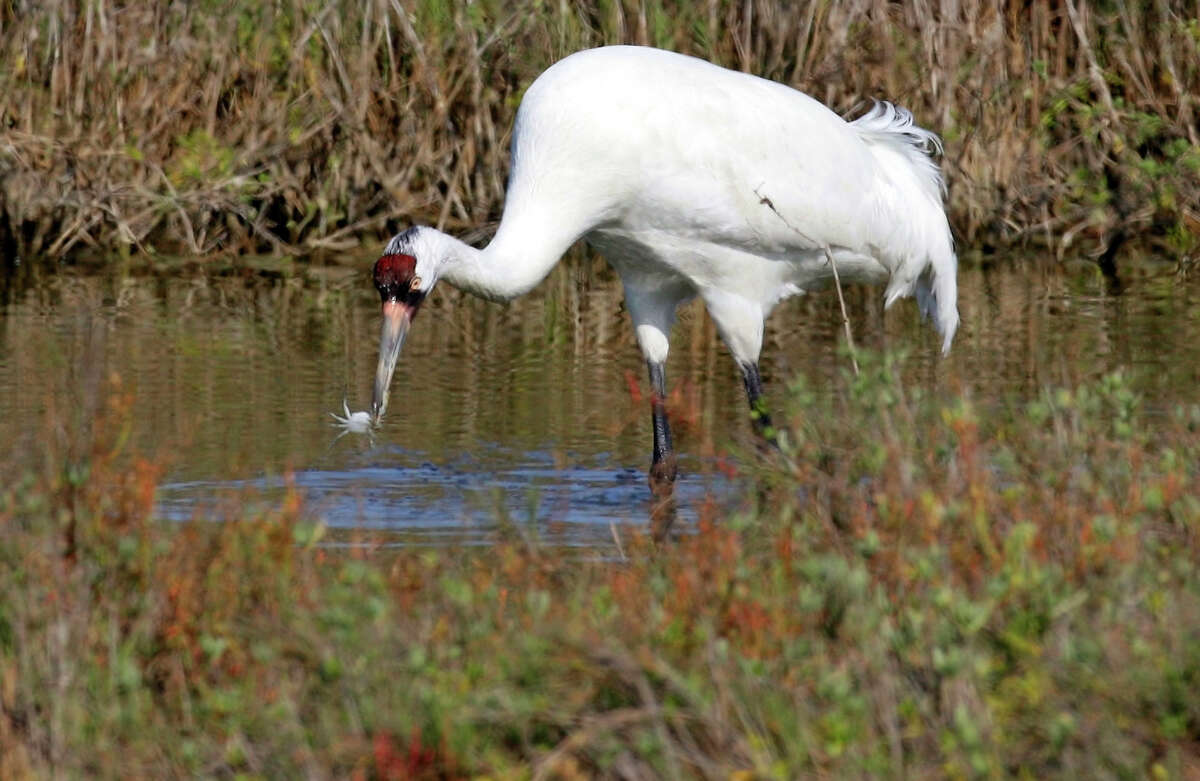 32 Whooping Crane Chicks Expected To Fly To Texas