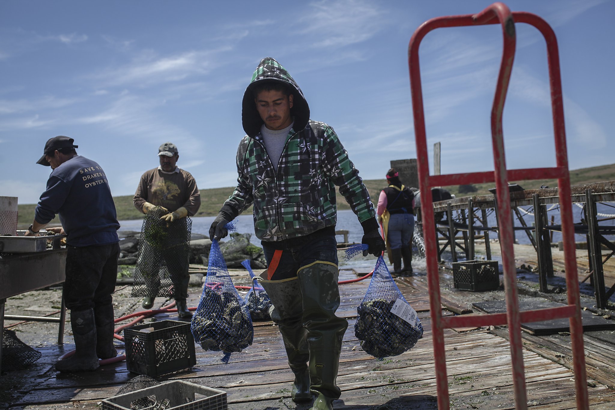 End may be near for Point Reyes oyster farm