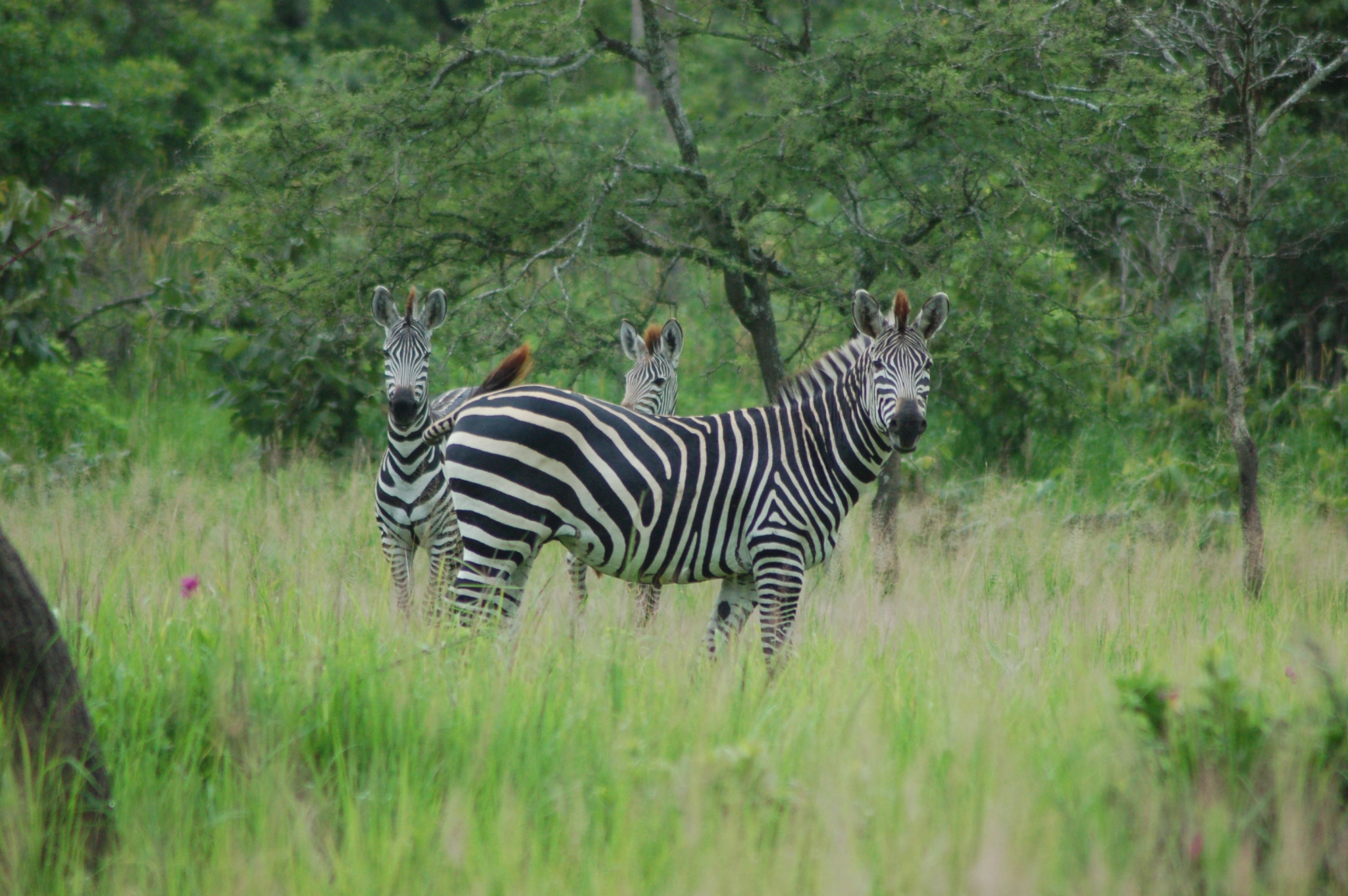 Zebra stripes repel biting insects