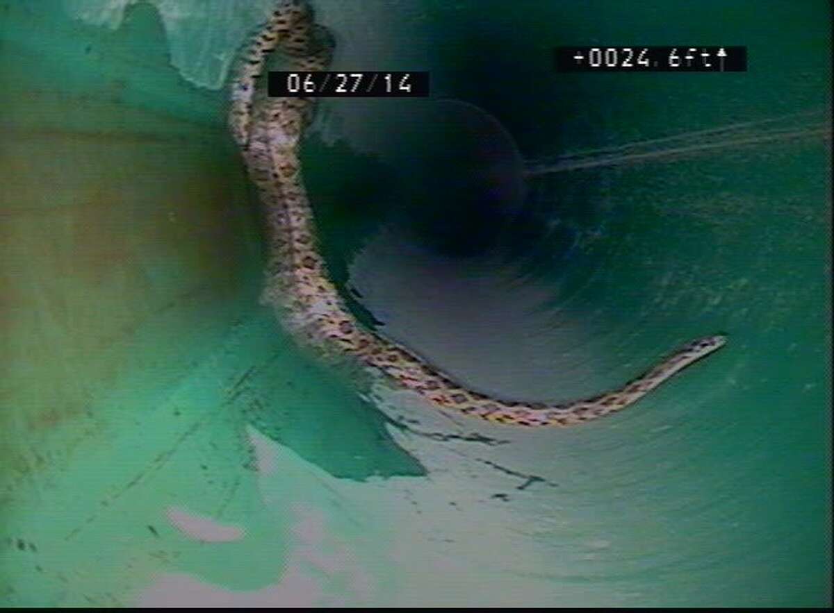 Great Plains Rat snake in a San Antonio sewer.