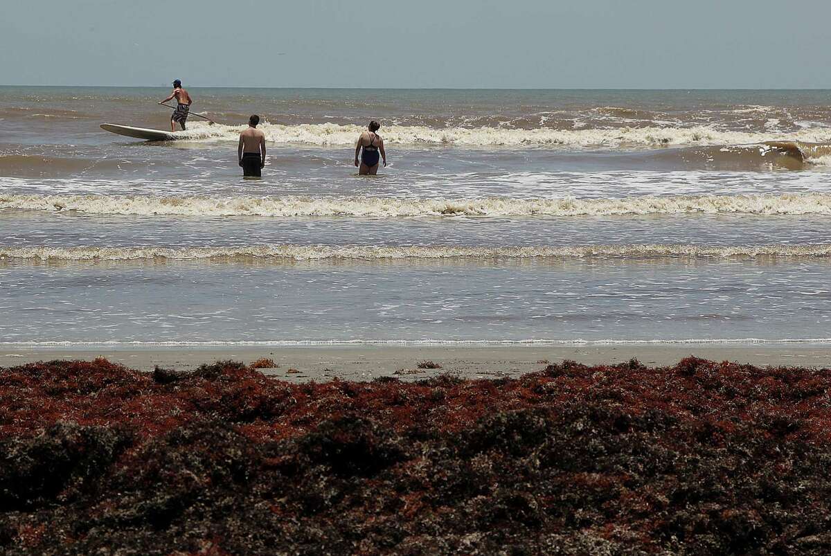 Some of Galveston's beaches may be piled high with seaweed, but that hasn't kept some hardy souls from clomping through the gunk to reach the wide open Gulf. They may be wishing they had paddle boards, too.