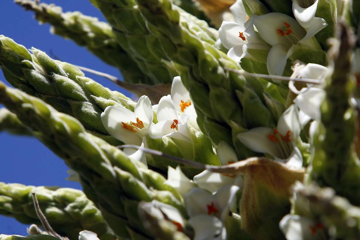 UC Berkeley's rare 'Queen of the Andes' plant blooms 75 years early