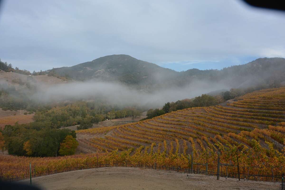 Mount St. Helena cattle ranch now Jericho Canyon Winery