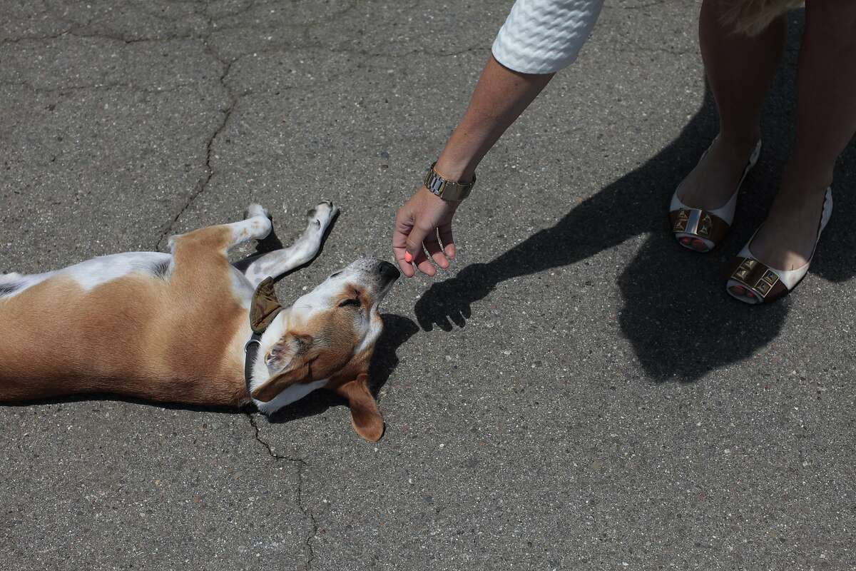 Pet owners struggle as fewer S.F. landlords allow dogs, cats