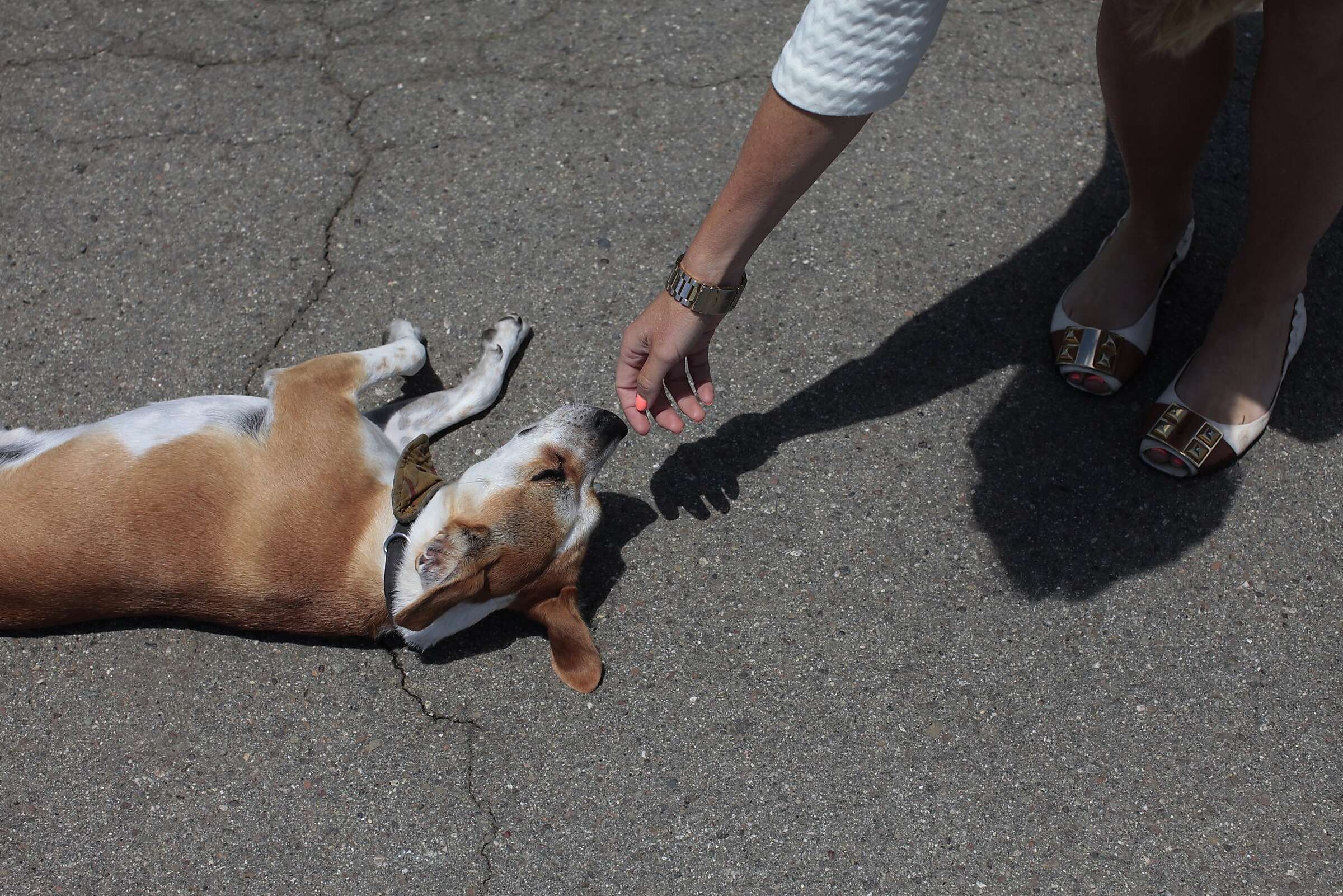 Pet owners struggle as fewer S.F. landlords allow dogs, cats