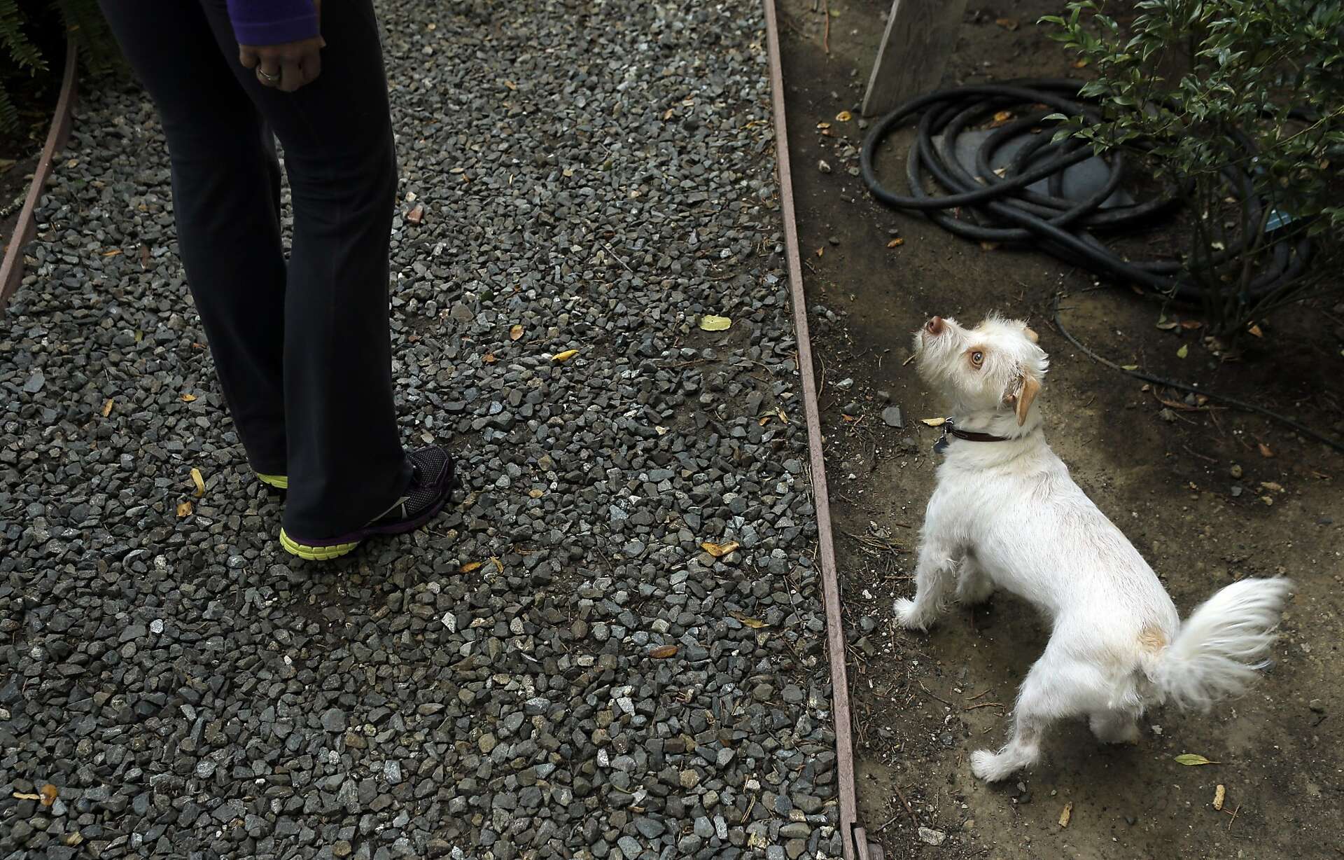 Pet owners struggle as fewer S.F. landlords allow dogs, cats