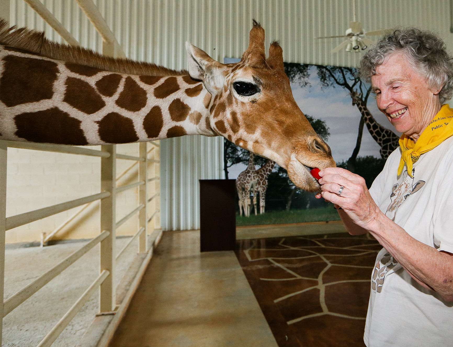 Renowned giraffe expert describes decades of field research