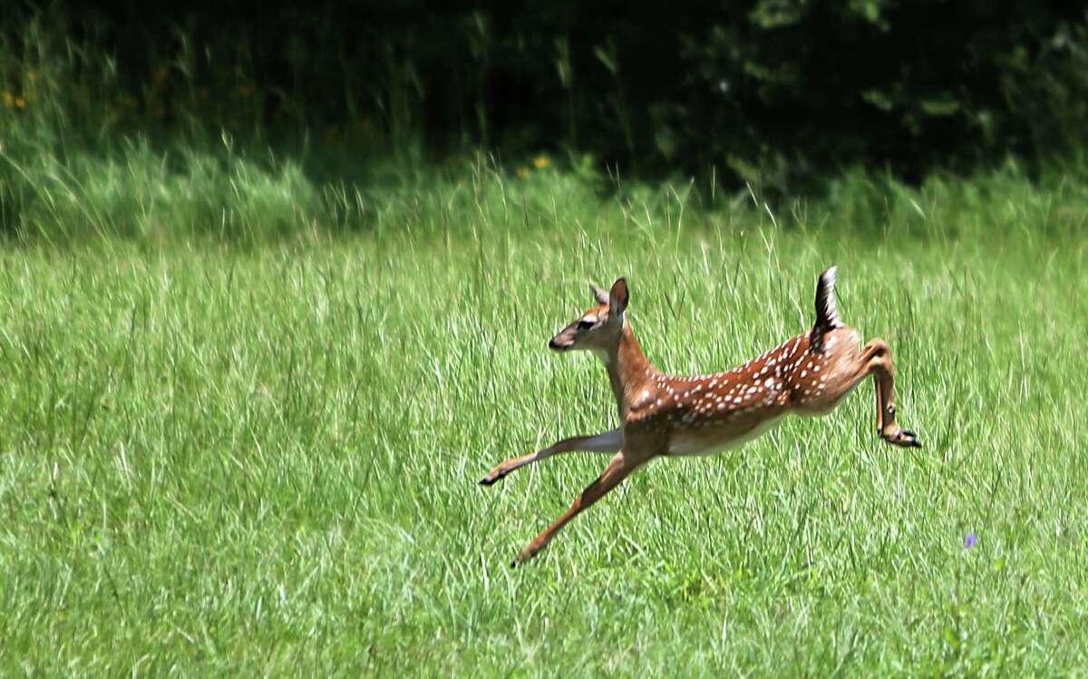 Brace yourself It's cardeer accident season in Michigan