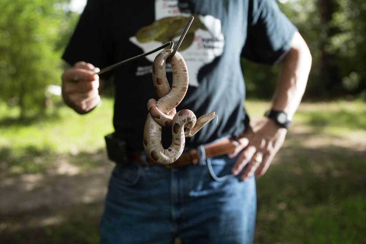 Clint Pustejovsky, owner of Texas Snakes and More holds a copperhead that was found outside of client's David Flory's northwest Houston home earlier in the year