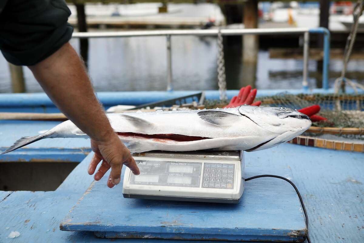 Buying fresh seafood straight from the source