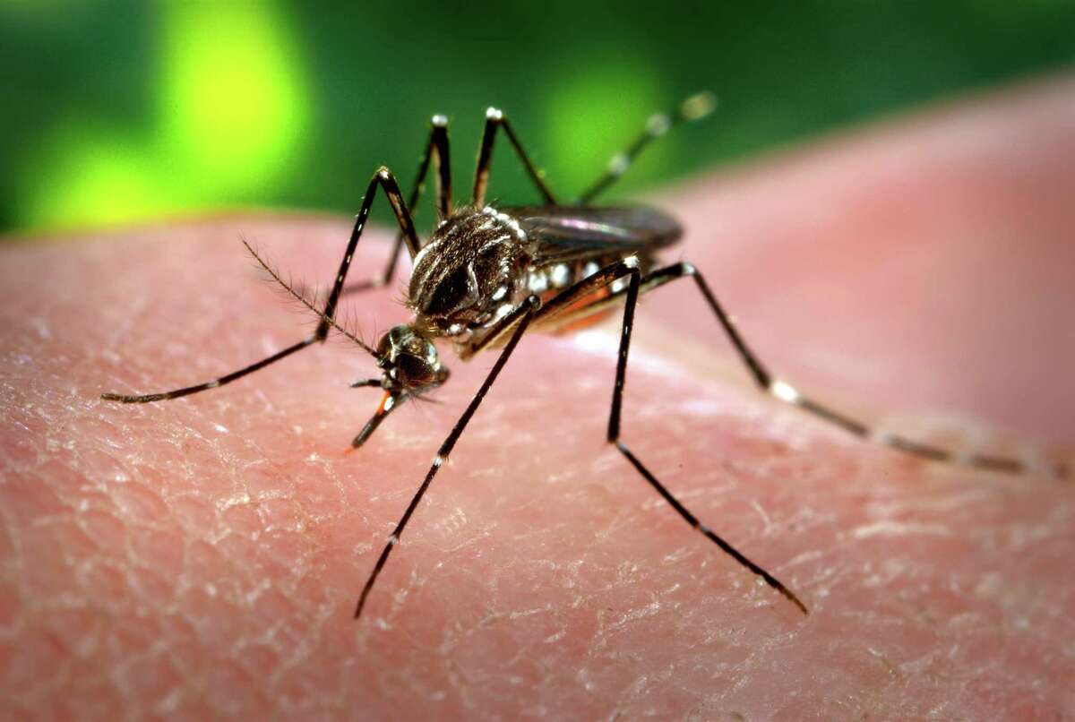 This 2006 file photo from the Centers for Disease Control shows a female Aedes aegypti mosquito eating a blood meal from a human.