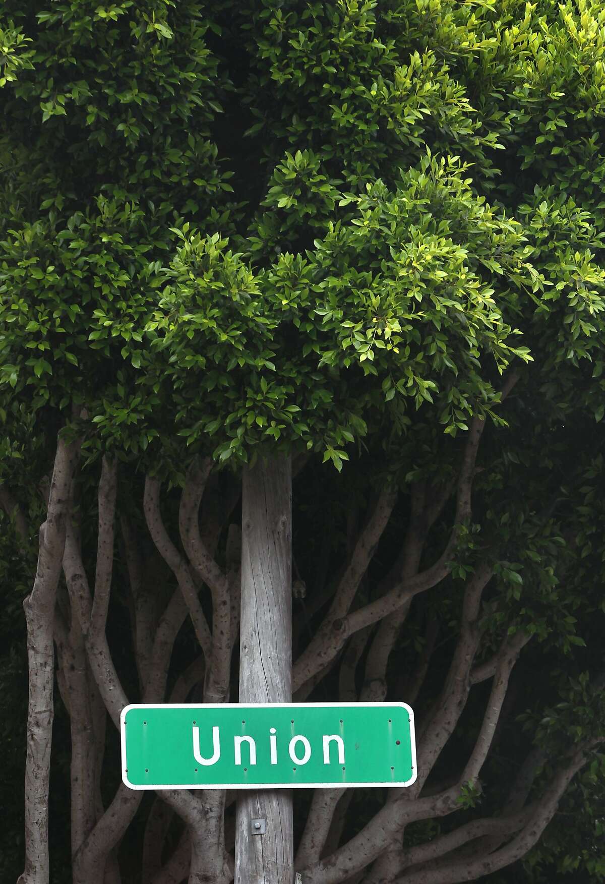 S.F. may be up a tree with falling ficus woes on Hyde Street