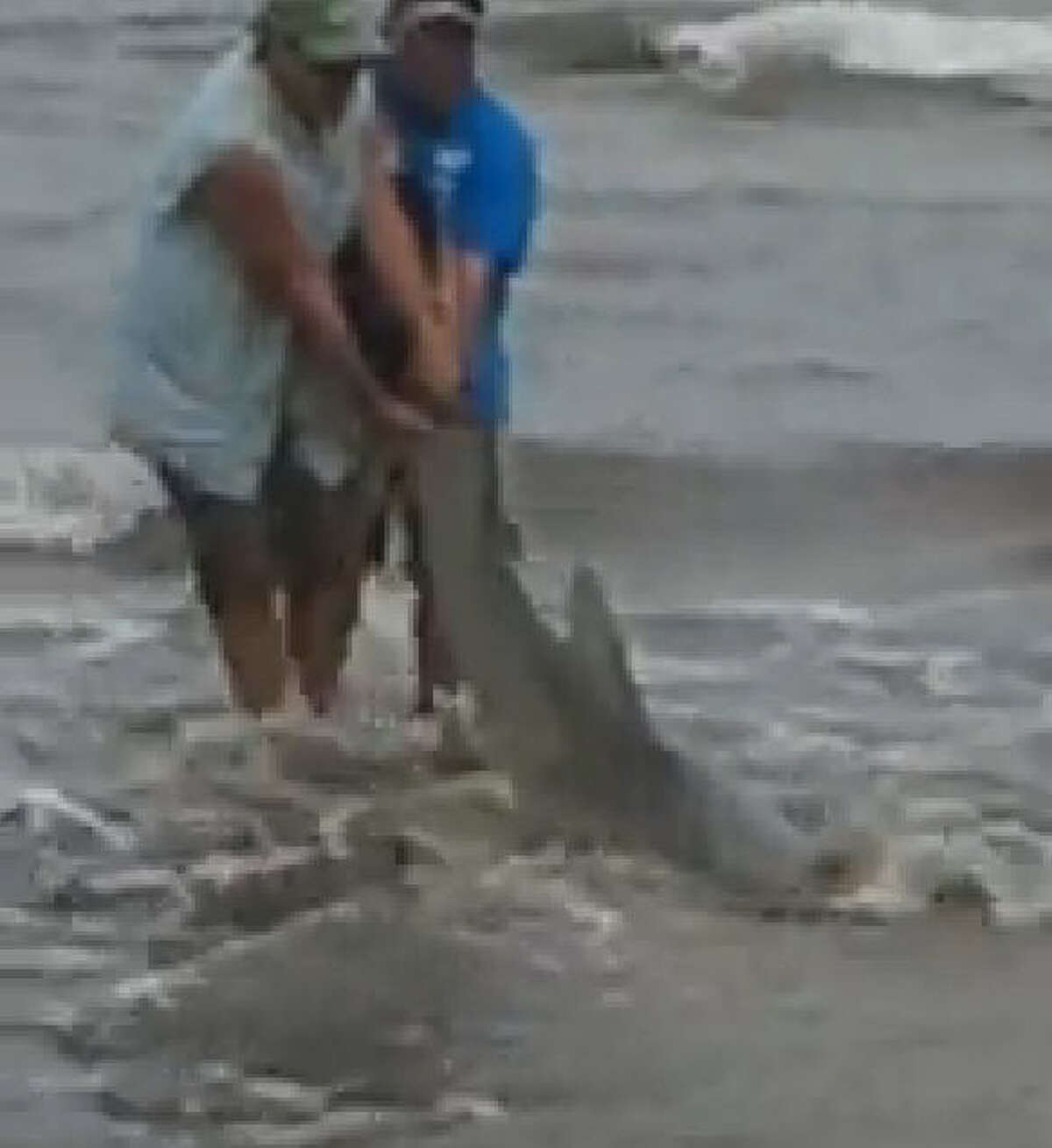 Shark hauled up on Galveston beach