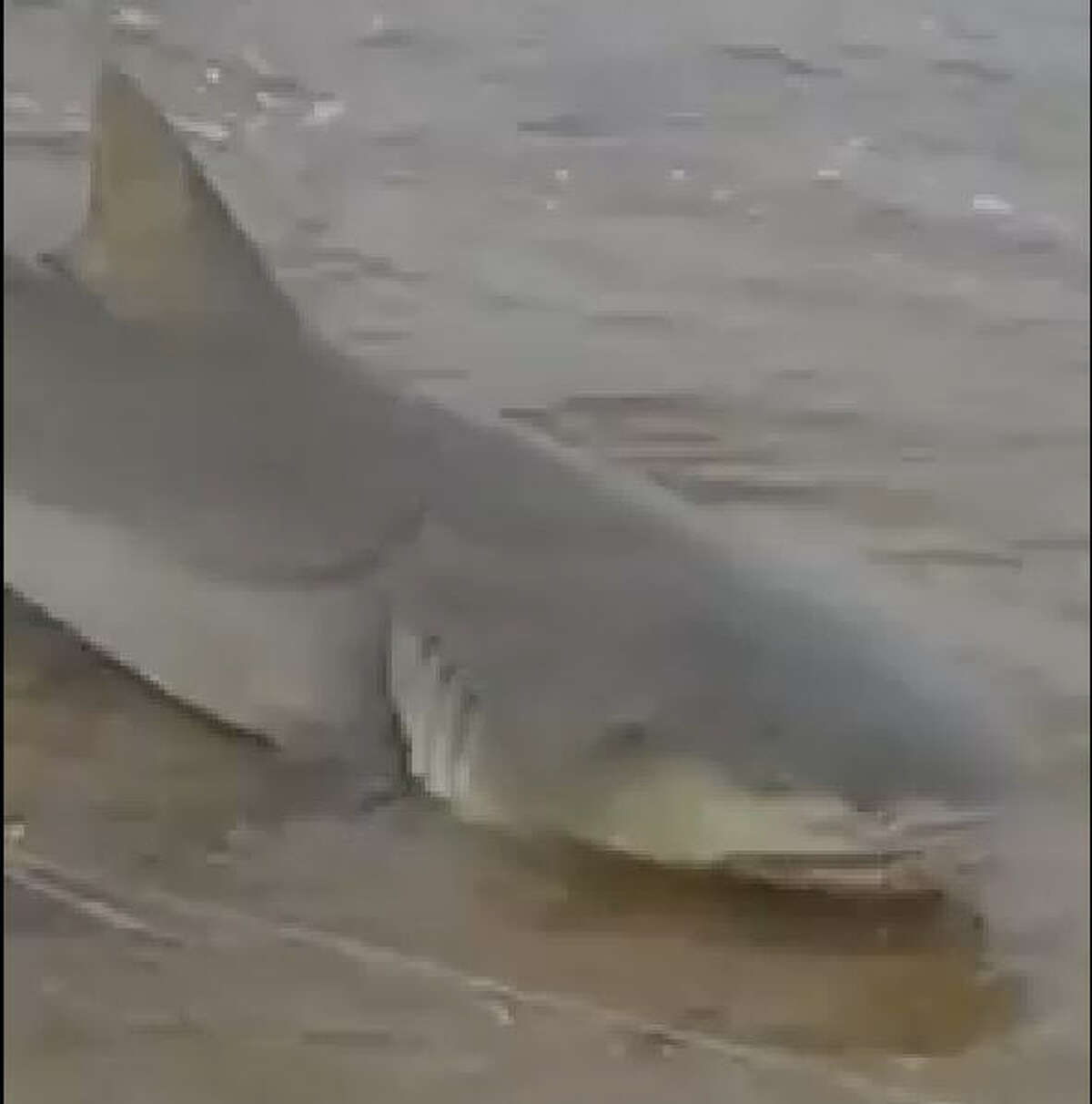 Fisherman Paul Lipinski, 50, from Cyrpess, unhooks the shark and drags it back out into the Gulf in a video posted on Facebook and located at Galveston Beach.