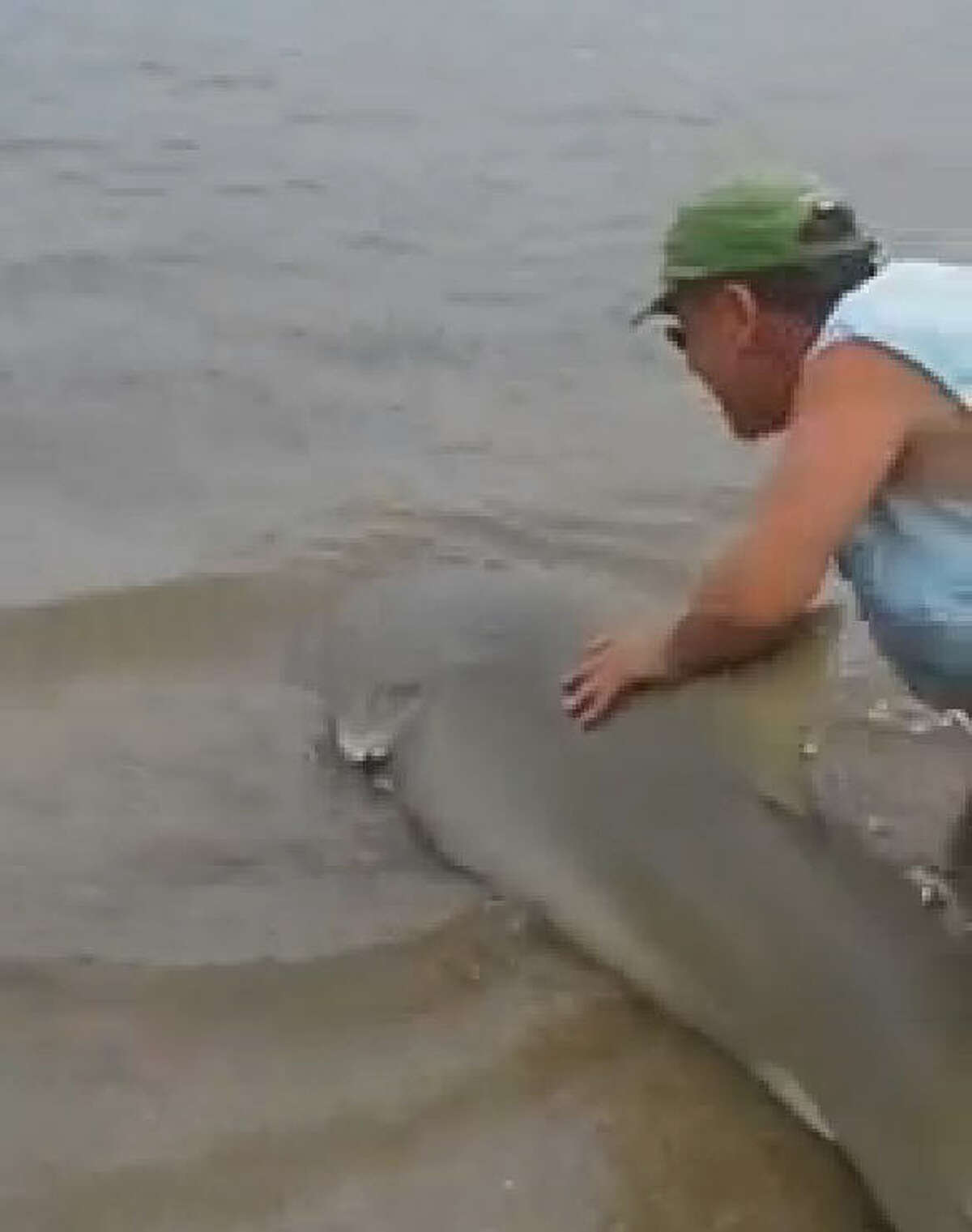 Shark hauled up on Galveston beach