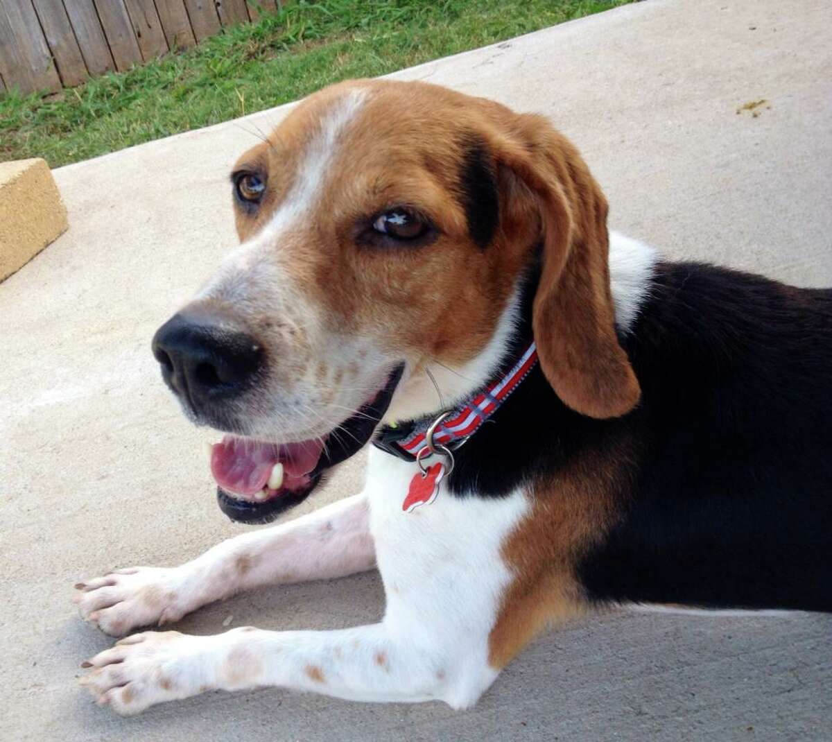 Beagles rescued from South Texas laboratory, spend first day outside