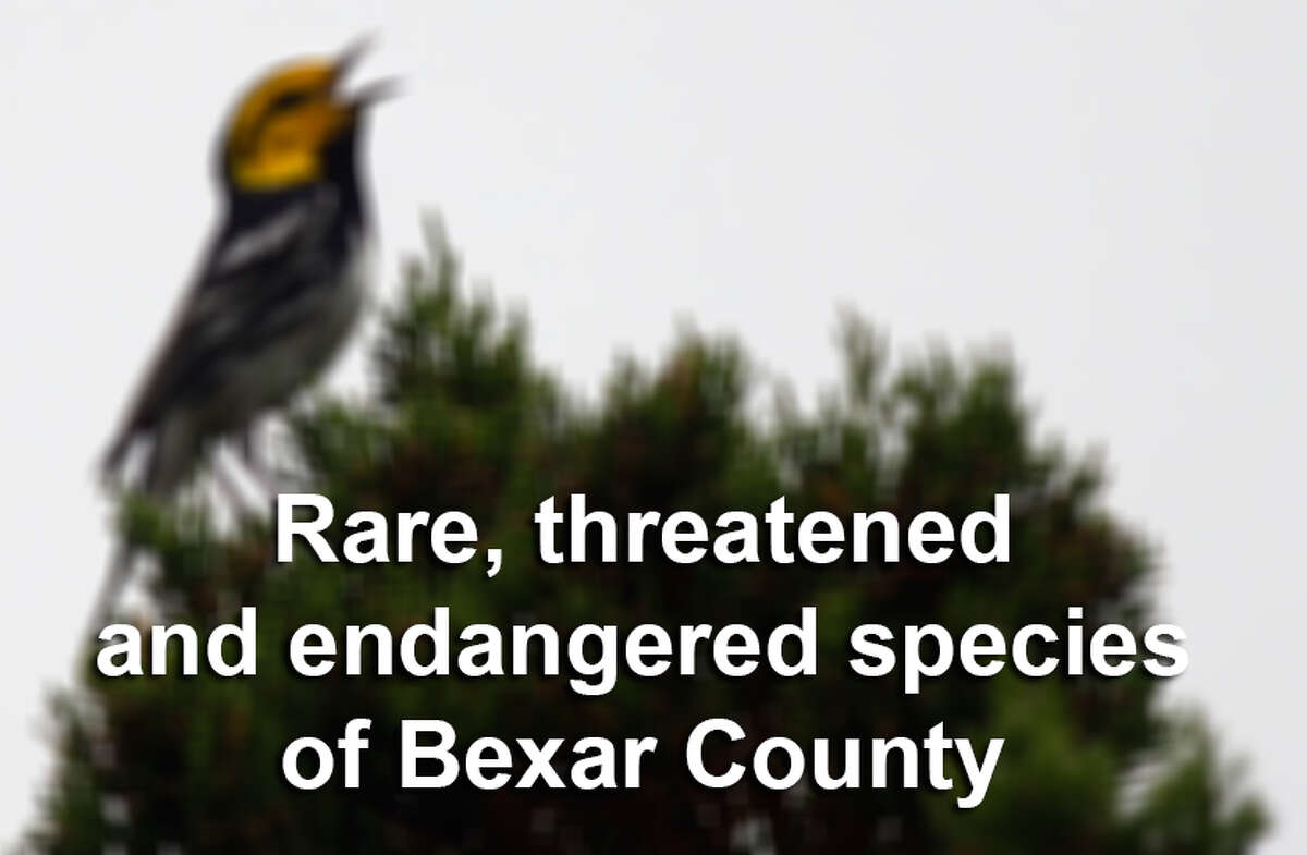 Here are some of the rare, threatened and endangered species indigenous to Bexar County. Some you may recognize.