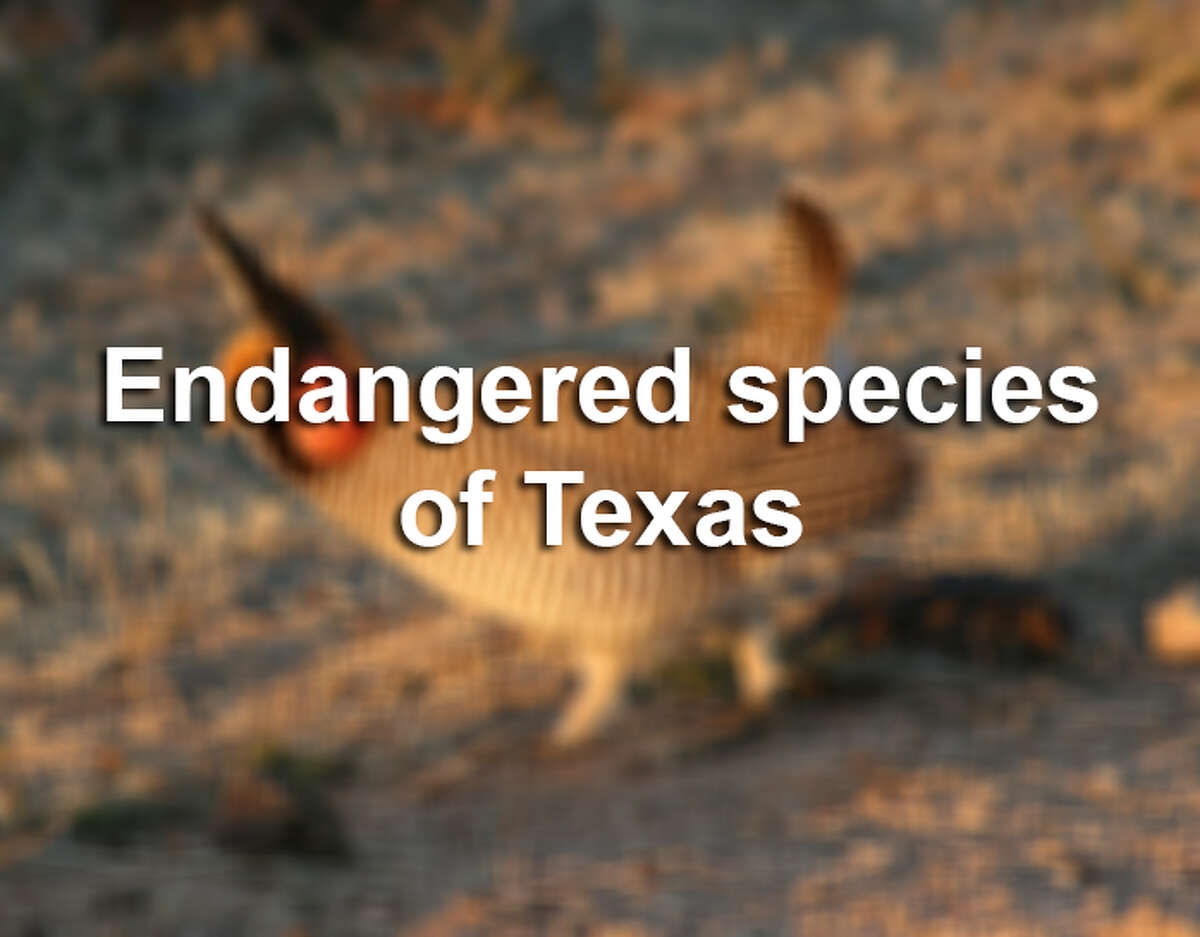The state of Texas and U.S. government list a combined 200+ Texas species as either endangered of threatened. Here are a few. For more info on these species or to view the full list, visit our searchable datatase.