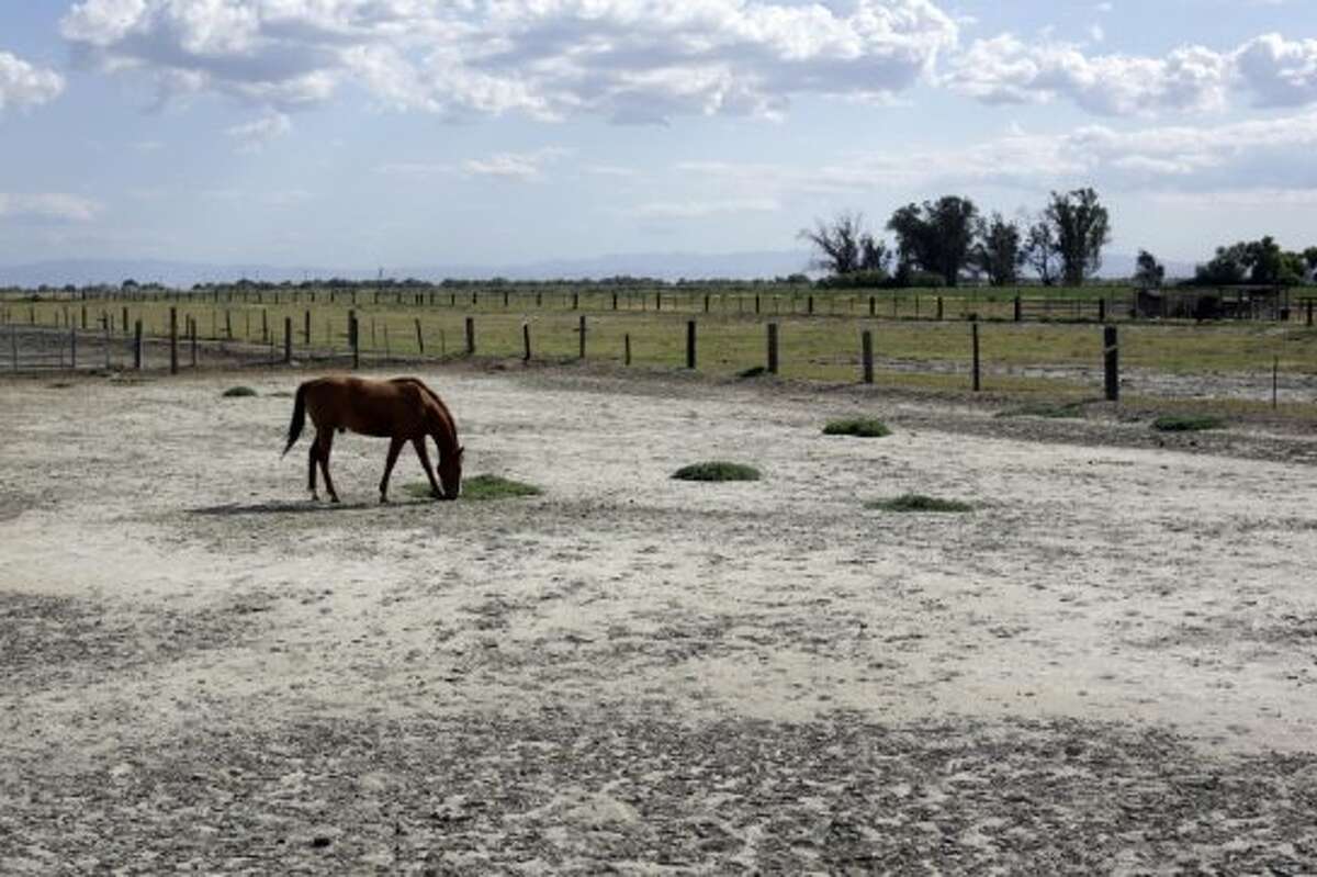 In this May 6, 2014 photo, a horse grazes at a ranch near Merced County, Calif. In dry California, water is fetching record high prices. As drought has deepened in the last few months, a handful of special districts in the state's agricultural heartland have made millions through auctions of their private, underground caches that go to the highest bidders. With the unregulated, erratic water market heating up in anticipation of the hot summer months, the price is only going up. In the last five years alone, it has grown tenfold, shooting to as much as $2,200 an acre foot.
