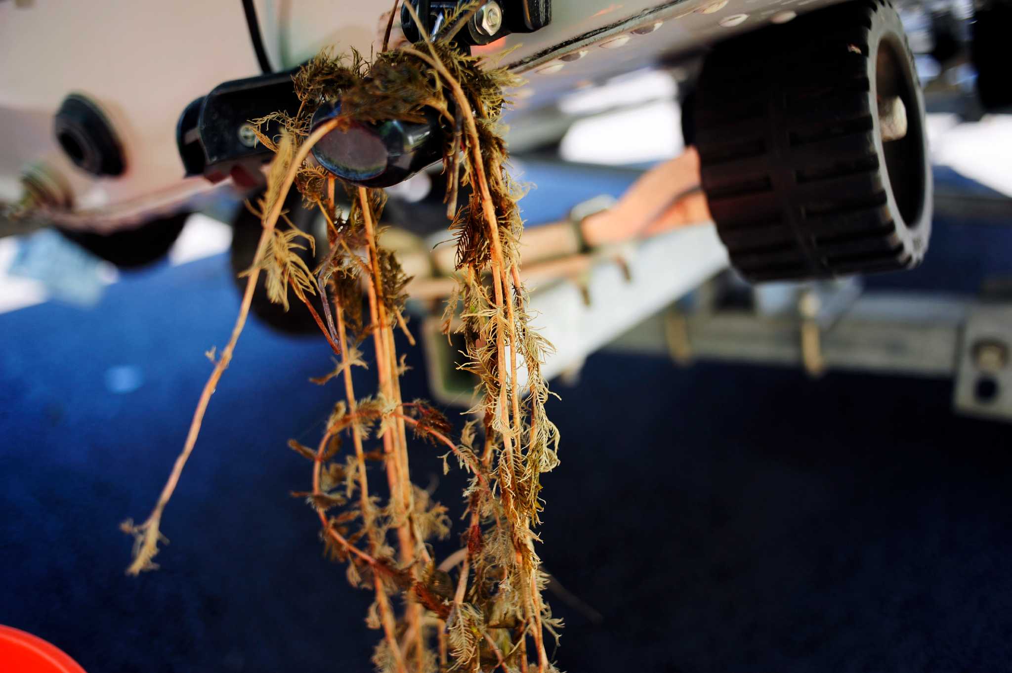 Herbicide secures final approval for use in Lake George - Vimarsana News