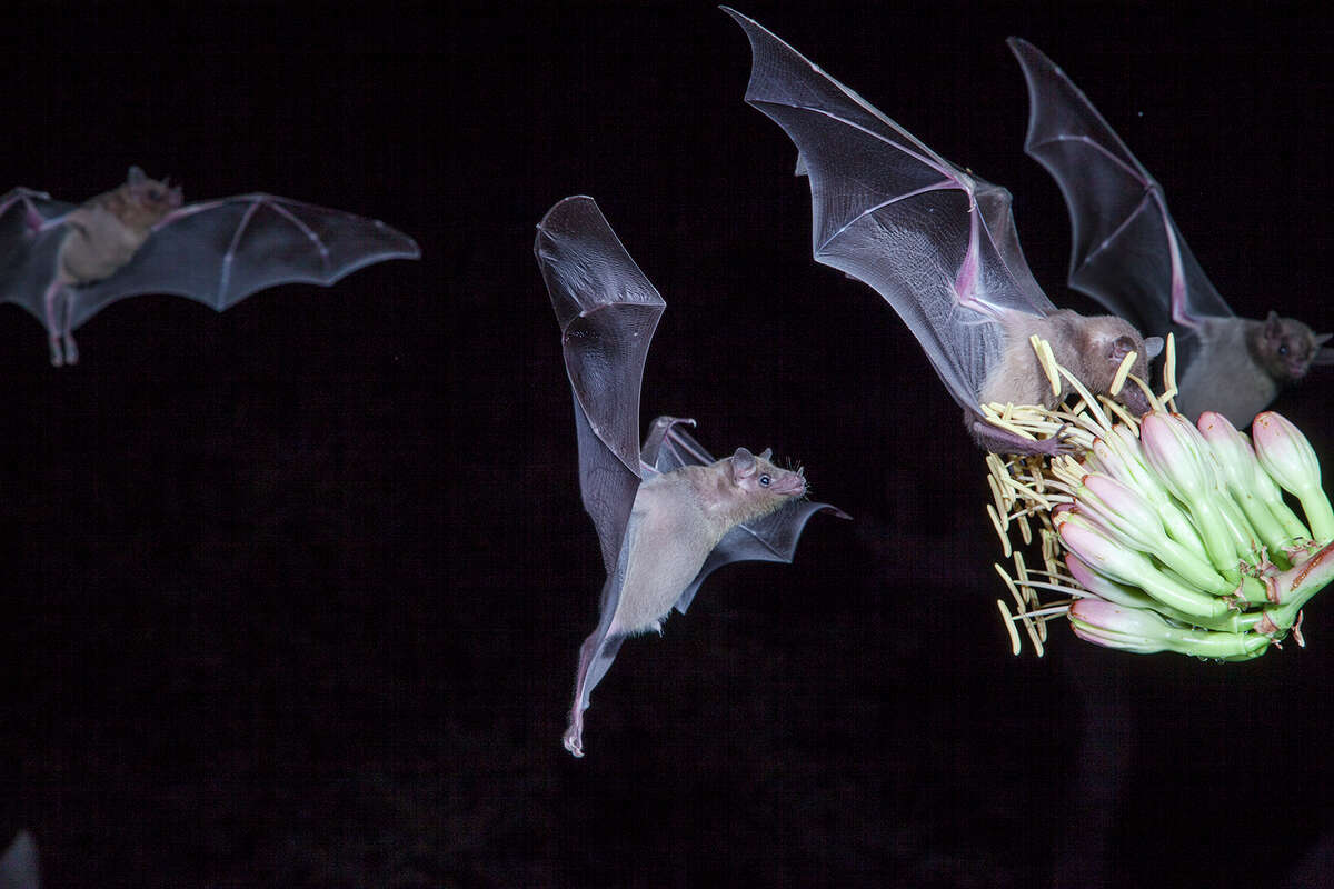 bats-prove-beneficial-to-humans