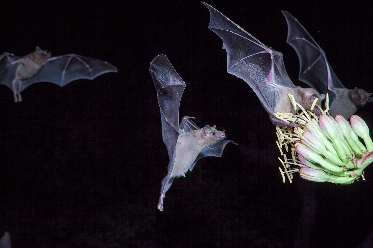 Bats, including these lesser long-nosed bats in Arizona, pollinate more that 300 fruit plants. Photo Credit: Kathy Adams Clark. Restricted use.