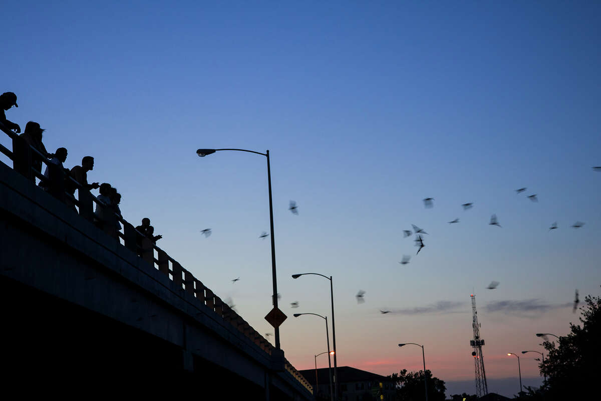 Thousands of Mexican free-tailed bats emerge from roosts under the Waugh Street Bridge over Buffalo Bayou in Houston to devour multitudes of insects, including mosquitoes, beetles, and moths. Photo credit: Kathy Adams Clark. Restricted use.