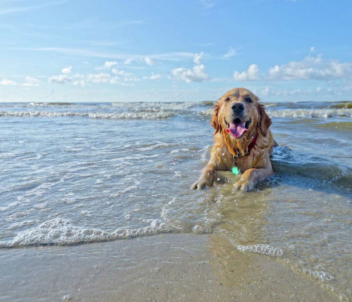 Dogs at the beach: The dos and don'ts