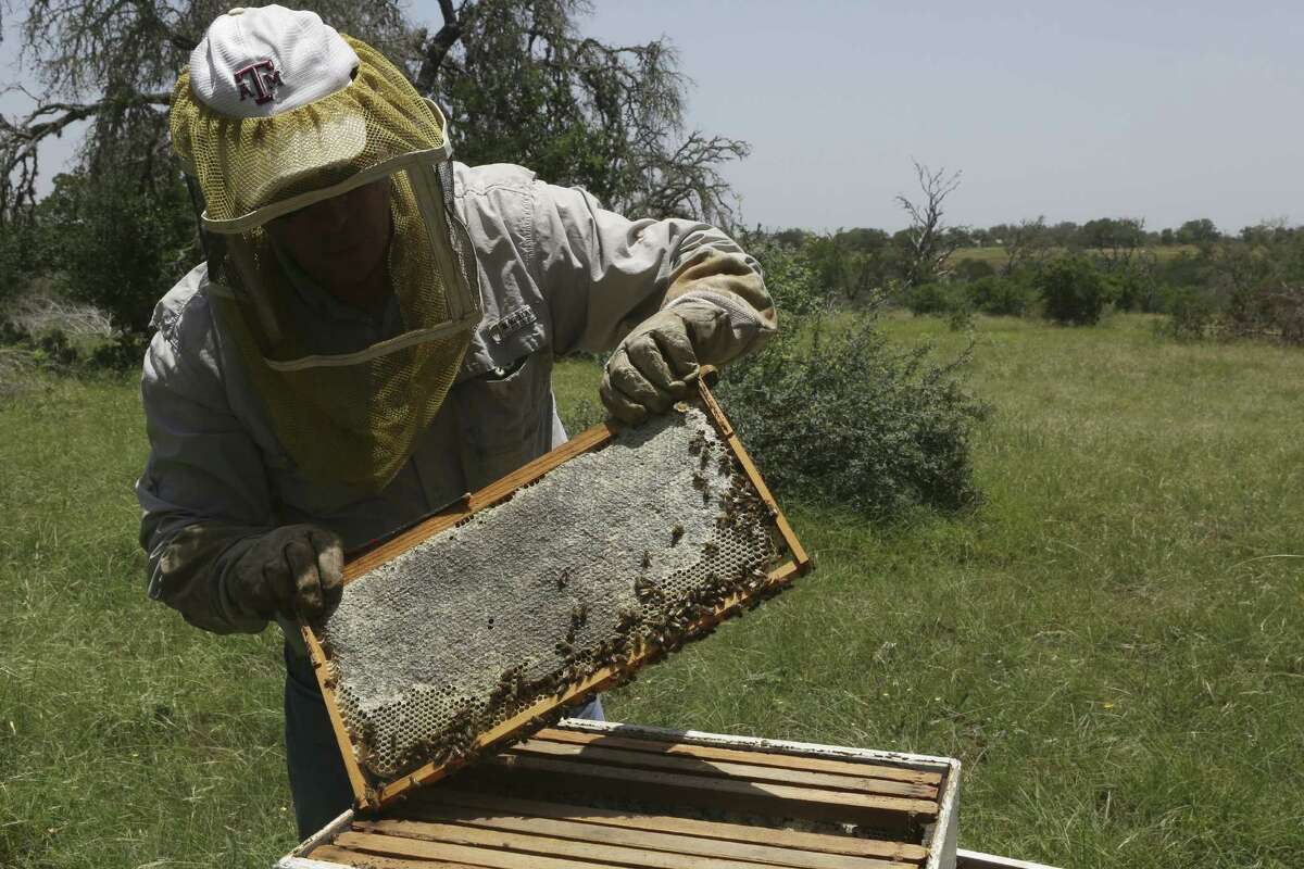 Consider the honey bee; help it out