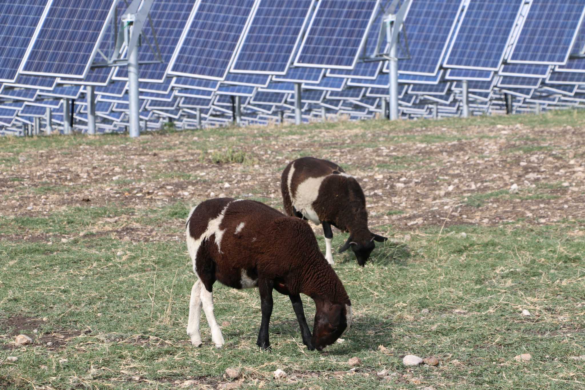 Sheep graze the landscape at San Antonio solar farm