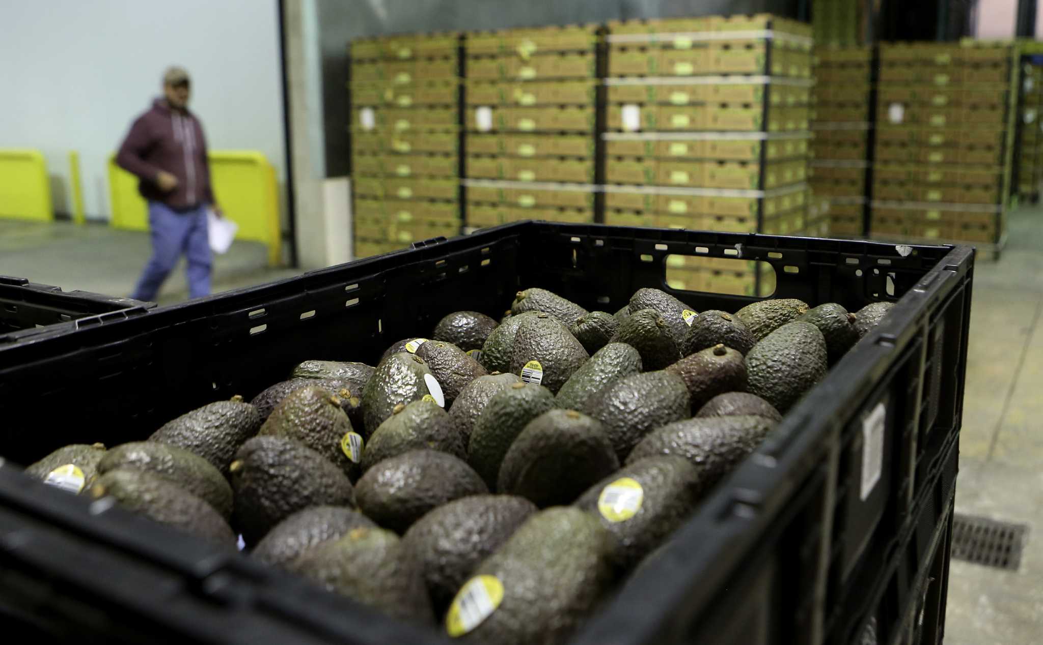 Mexican avocado imports skyrocketing