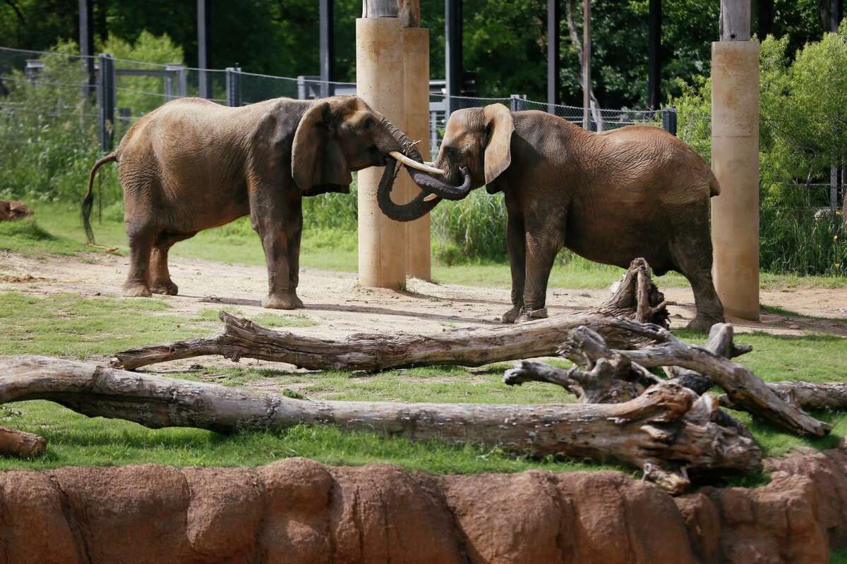 San Antonio Zoo's only elephant will remain, despite relocation rule