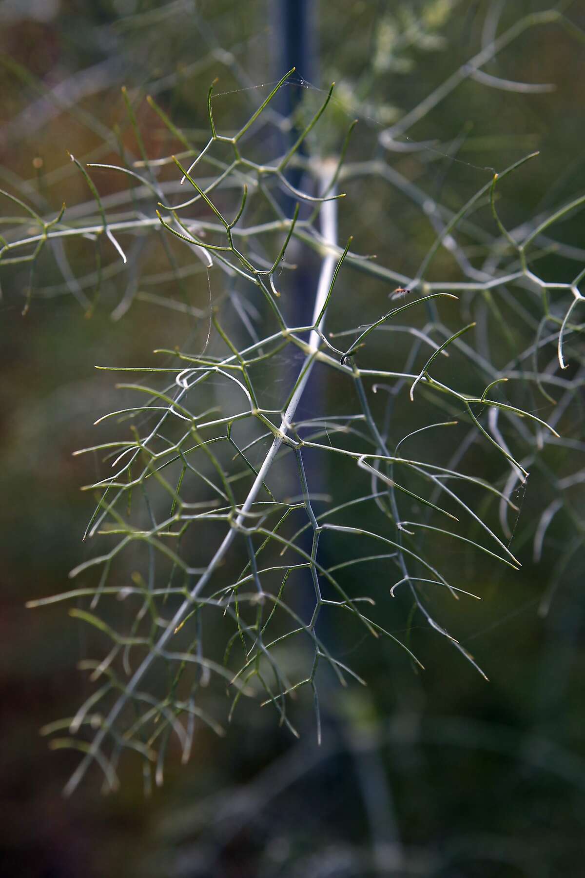 How to forage for wild fennel seeds