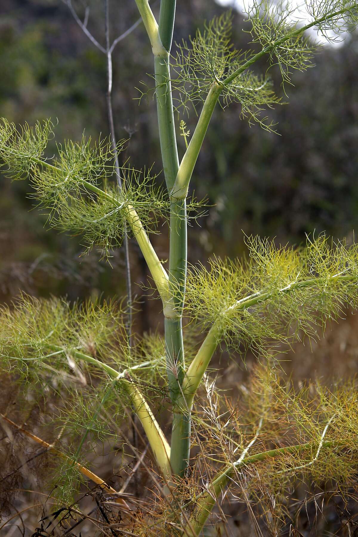 Wild fennel grows on a grassy hillside near Lake Temescal in Oakland, CA, Tuesday, July 8, 2014.