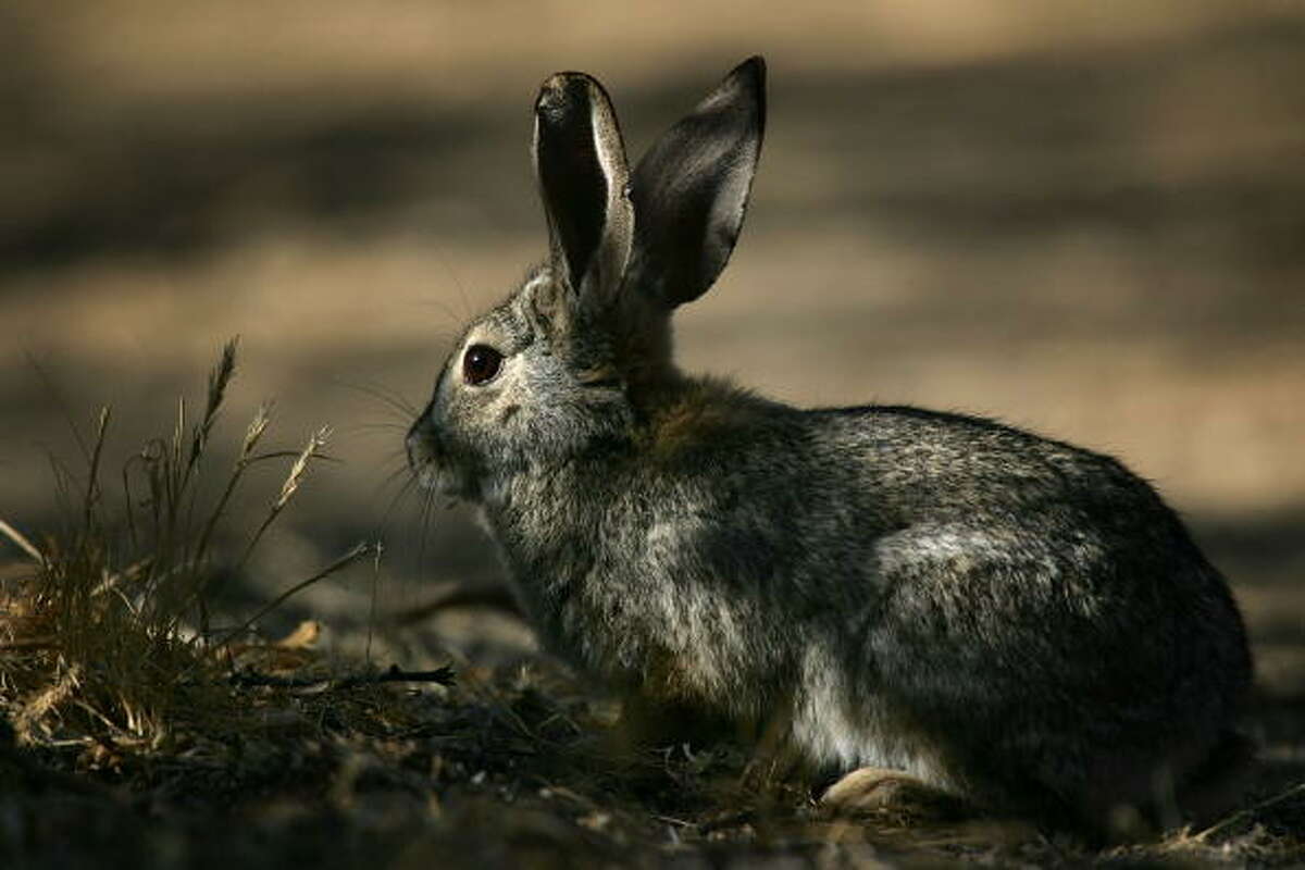 Wyoming Rabbit