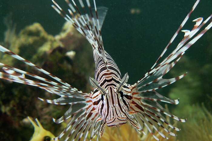 San Antonio Area Man Scores World Record Fish In Lake Near New Braunfels