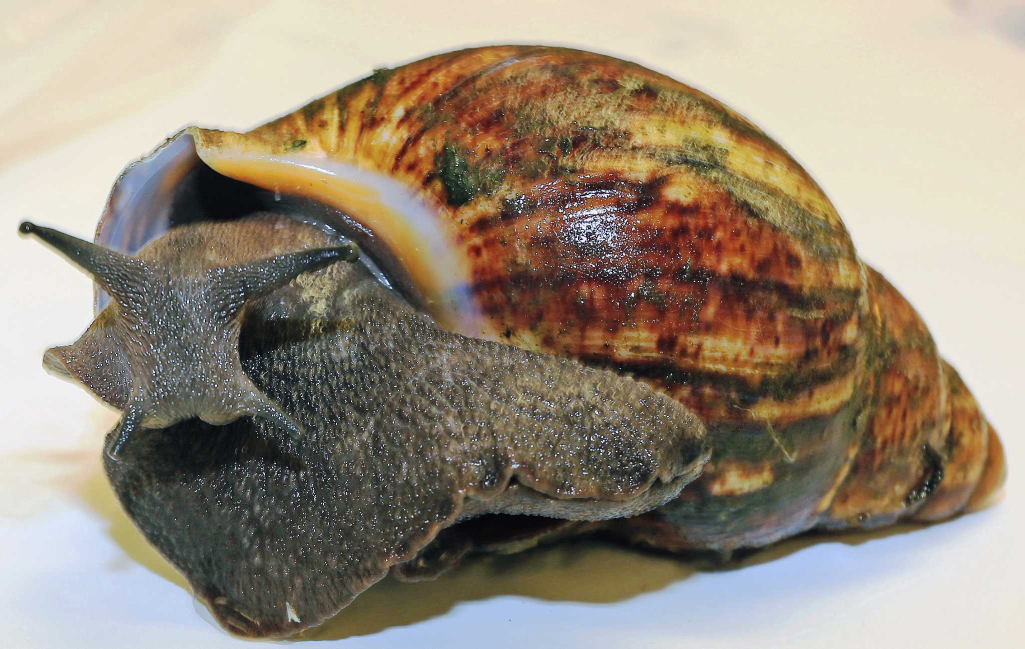 Giant snails confiscated in California; Texas still safe