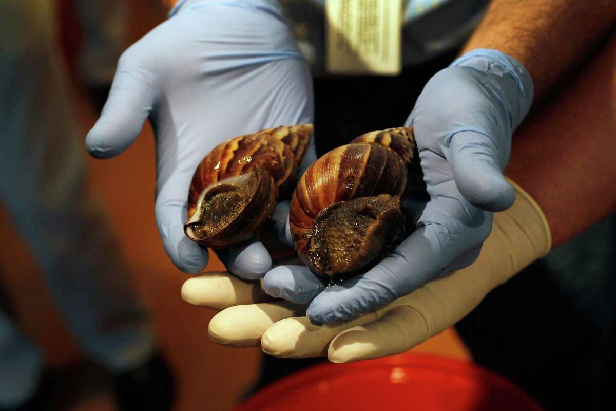 Giant snails confiscated in California; Texas still safe