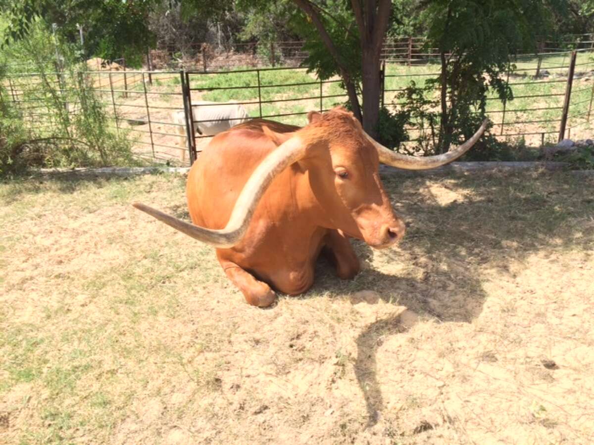 Helotes longhorn a treasured pet of two families