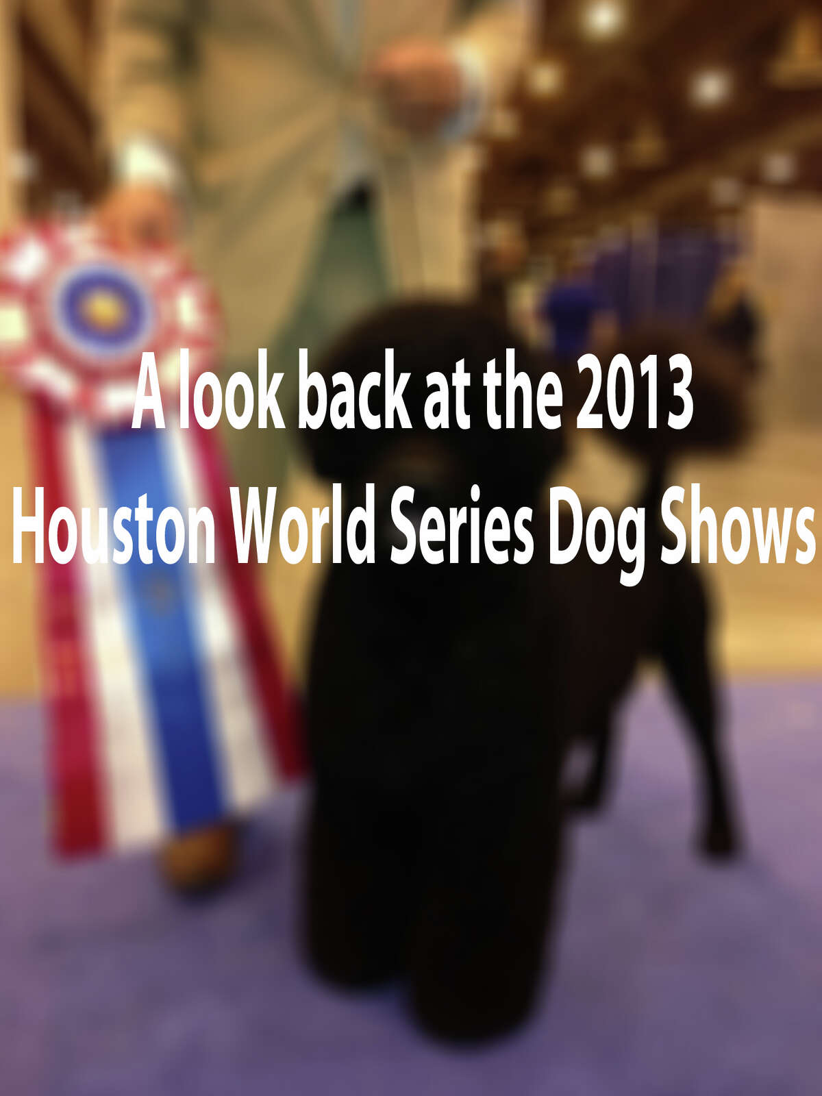 World Series of Dog Shows