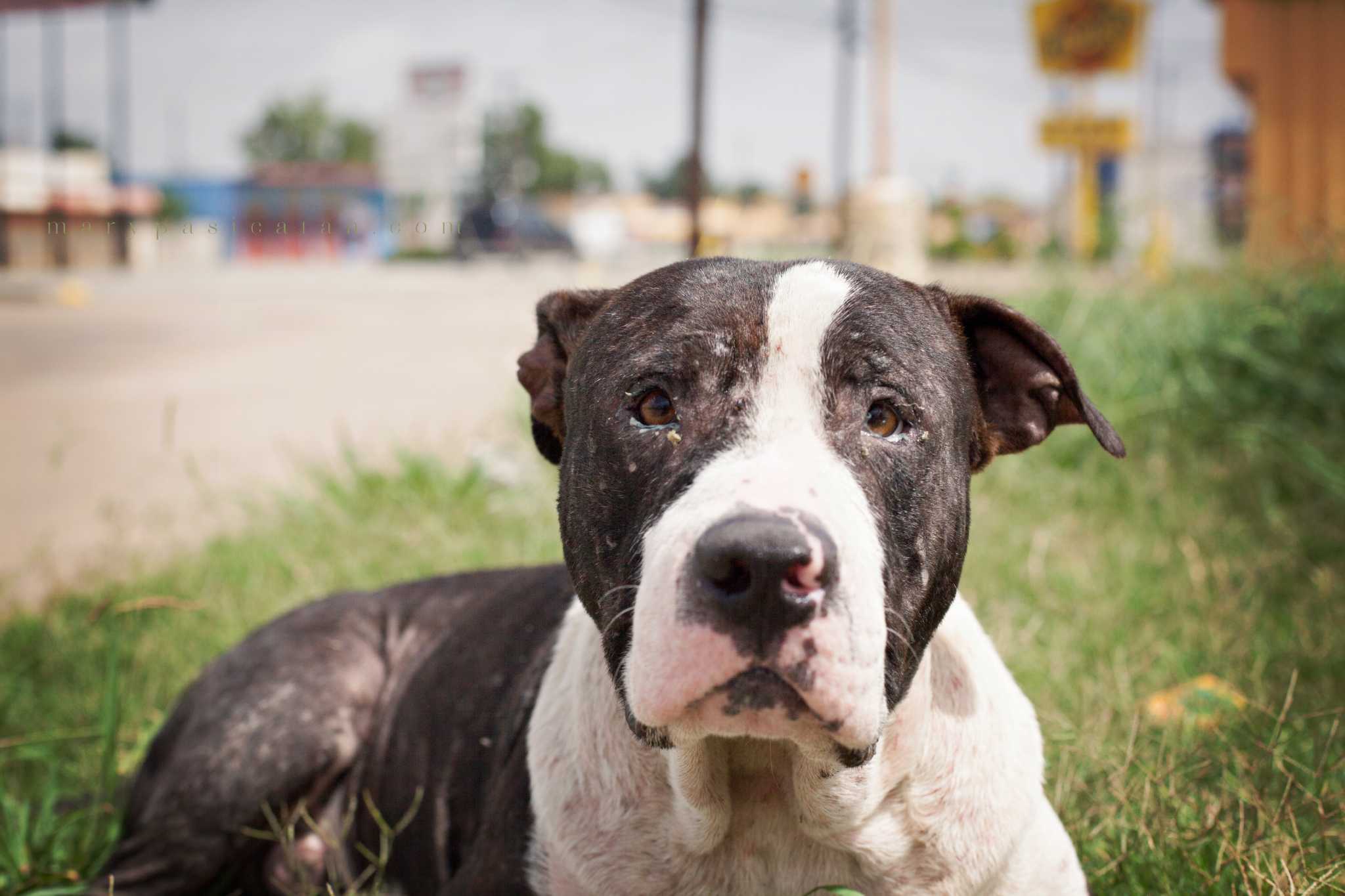Abused, neglected dogs subject of Houston art project