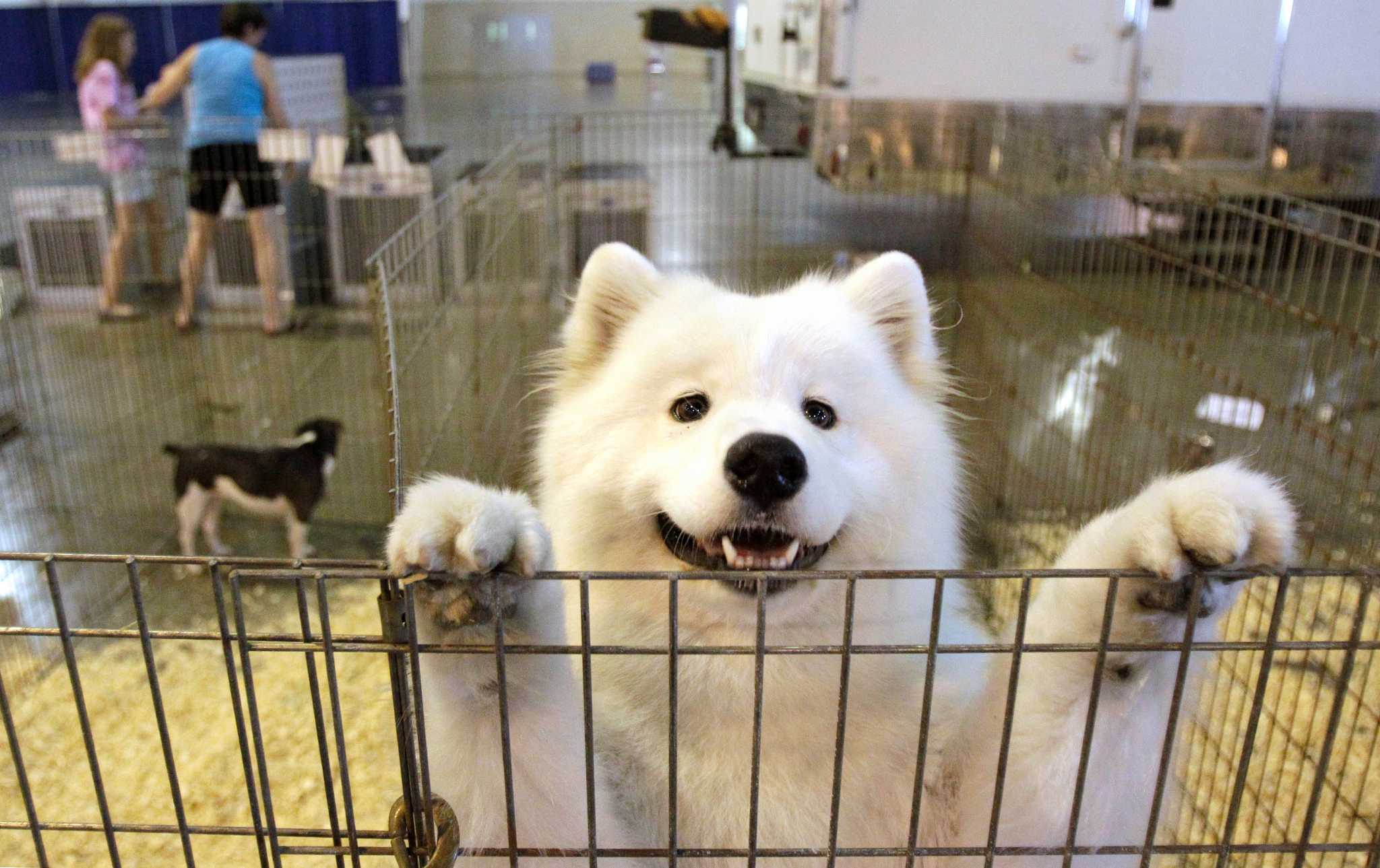 Are some of our most loved dog breeds overrated? Researchers say yes