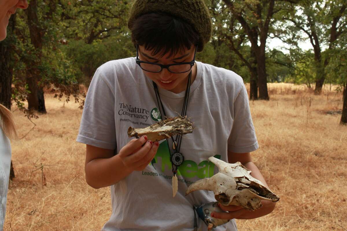 Ariane Buckenmeyer examines skull and scapula of a wild goat found in foothills at Cosumnes River Preserve -- she will later examine jaw and teeth for age and health