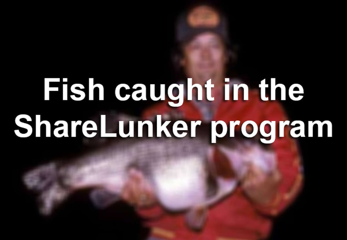 The state's ShareLunker program encourages anglers to lend or donate any largemouth bass weighing more than 13 pounds to the state for spawning purposes. Here are the big fish caught in the program going back to 1986.